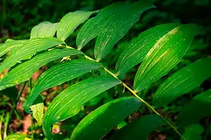 Gymnema sylvestre leaf